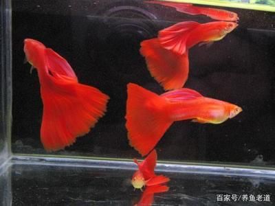 常見小觀賞魚品種：小型觀賞魚品種的小精靈與黑線飛狐小型觀賞魚品種