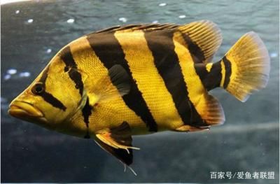 蘇虎魚能養(yǎng)到多大的魚缸里：蘇虎魚的養(yǎng)殖方法 蘇虎 第3張