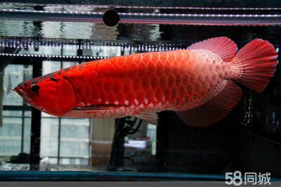 孟吉爾龍魚(yú)總代理是誰(shuí)啊電話多少：孟吉爾龍魚(yú)總代理商 廣州孟吉爾 第2張