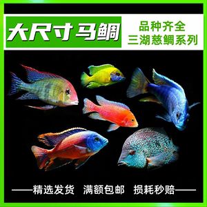 150魚缸造景教程：150魚缸造景教程和建議， 魚缸定做 第2張