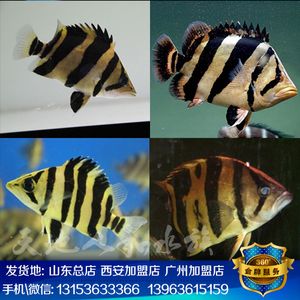 泰國虎魚苗怎么養(yǎng)殖方法視頻：泰國虎魚怎么養(yǎng)殖方法視頻 泰國虎魚 第2張