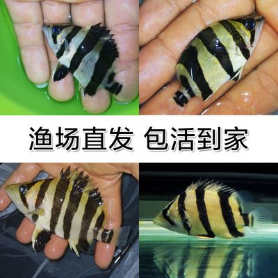 泰國虎魚苗怎么養(yǎng)殖方法視頻：泰國虎魚怎么養(yǎng)殖方法視頻 泰國虎魚 第1張