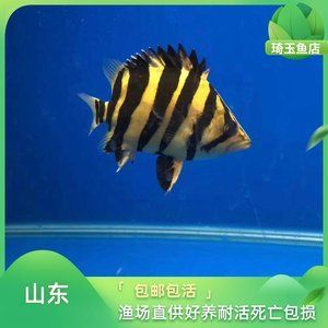 泰國虎魚苗怎么養(yǎng)殖方法視頻：泰國虎魚怎么養(yǎng)殖方法視頻 泰國虎魚 第3張