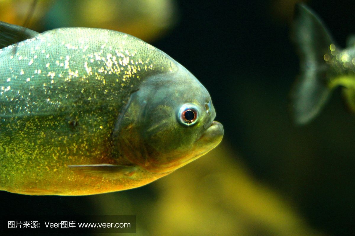 虎魚眼睛內(nèi)白色的眼珠發(fā)黃正常嗎：虎魚的眼睛內(nèi)白色的眼珠發(fā)黃正常嗎 泰國(guó)虎魚 第3張