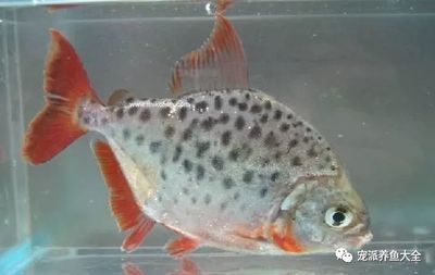 虎魚眼睛內(nèi)白色的眼珠發(fā)黃正常嗎：虎魚的眼睛內(nèi)白色的眼珠發(fā)黃正常嗎 泰國(guó)虎魚 第2張