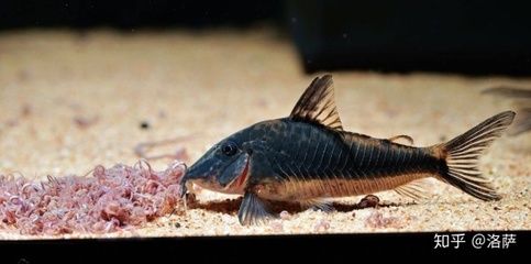 印尼三紋虎魚(yú)壽命多久：印尼三紋虎魚(yú)壽命多久可以活15年印尼三紋虎魚(yú)壽命多久