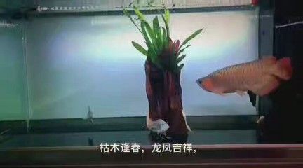 元寶鳳凰魚飼養(yǎng)方法和技巧：元寶鳳凰魚的飼養(yǎng)技巧