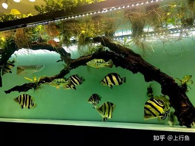 5厘米的虎魚可以吃泥鰍嗎：5厘米的虎魚可以吃泥鰍嗎， 虎魚百科 第3張