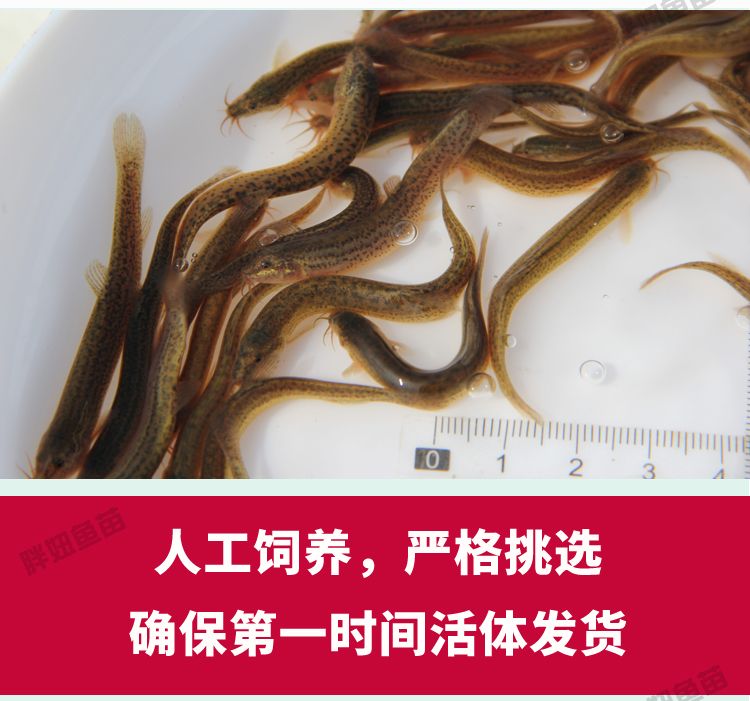 5厘米的虎魚可以吃泥鰍嗎：5厘米的虎魚可以吃泥鰍嗎， 虎魚百科 第2張