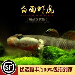 虎魚白毛病怎么治療：虎魚白毛病怎么治療虎魚白毛病治療方法包括以下幾個步驟