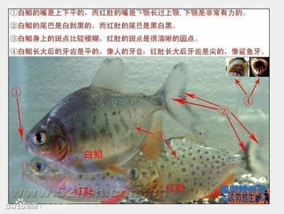 虎魚白毛病怎么治療：虎魚白毛病怎么治療虎魚白毛病治療方法包括以下幾個步驟