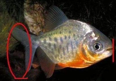 虎魚白毛病怎么治療：虎魚白毛病怎么治療虎魚白毛病治療方法包括以下幾個步驟