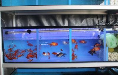 一方水族器材怎么樣好用嗎：一方水族器材在公司管理、企業(yè)文化、技術(shù)研發(fā)和市場認(rèn)可度等表現(xiàn) 一方水族 第3張