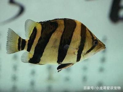 虎魚吃小魚能長的快嗎：虎魚吃小魚能長得快嗎？ 虎魚百科 第1張