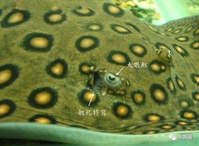 魟魚怎么判斷好壞：如何判斷魟魚好壞需要綜合考慮其基本特征、飼養(yǎng)狀態(tài)