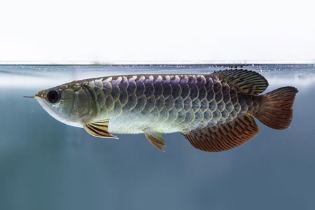 虎魚一年了為啥不見長？：虎魚一年了為何不見長可能與飼養(yǎng)環(huán)境、食物、食物、基因遺傳 虎魚百科