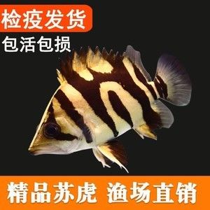 三紋虎魚出雜紋的幾率大嗎：三紋虎魚出雜紋的幾率大嗎三紋虎魚出雜紋的幾率大嗎 印尼三紋虎 第3張