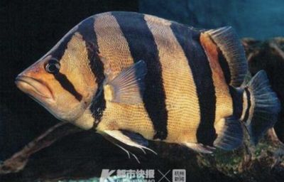 虎魚的價值：虎魚的價值主要體現(xiàn)在什么地方？ 泰國虎魚 第1張