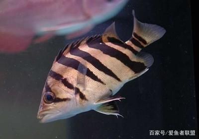 虎魚的價值：虎魚的價值主要體現(xiàn)在什么地方？ 泰國虎魚 第3張