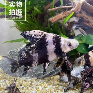 虎魚(yú)身上有白斑是什么病圖片：虎魚(yú)身上出現(xiàn)白斑是什么病 虎魚(yú)百科 第2張