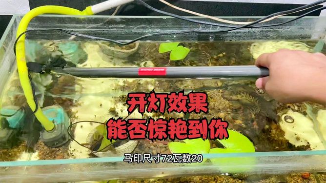 馬印神燈效果怎么樣知乎：熱帶魚(yú)發(fā)色燈馬印神燈效果怎么樣 馬印水族 第4張