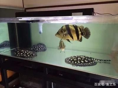 虎魚能養(yǎng)多久不死：虎魚的壽命可以延長嗎 泰國虎魚 第3張