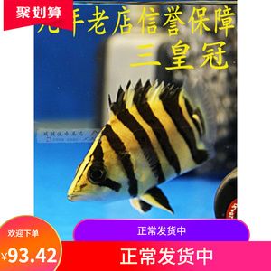 三紋虎魚吃顆粒嗎：三紋虎魚吃顆粒飼料嗎 印尼三紋虎 第1張