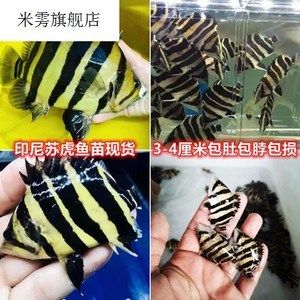 三紋虎魚吃顆粒嗎：三紋虎魚吃顆粒飼料嗎 印尼三紋虎 第3張