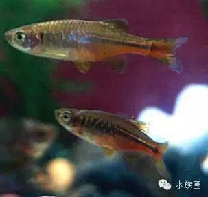 常見的淡水觀賞魚類有哪些：常見的淡水觀賞魚類 水族館百科（水族館加盟） 第2張