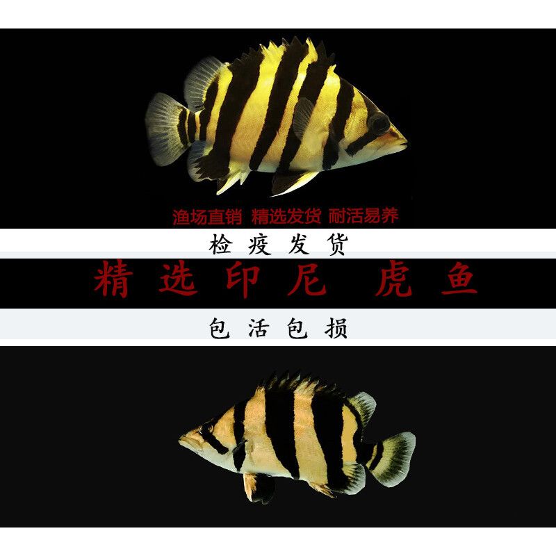 虎魚(yú)能養(yǎng)到多大年齡：印尼虎魚(yú)和泰國(guó)虎魚(yú)的壽命因品種而異，但一般來(lái)說(shuō)是飼養(yǎng)要點(diǎn) 泰國(guó)虎魚(yú) 第3張