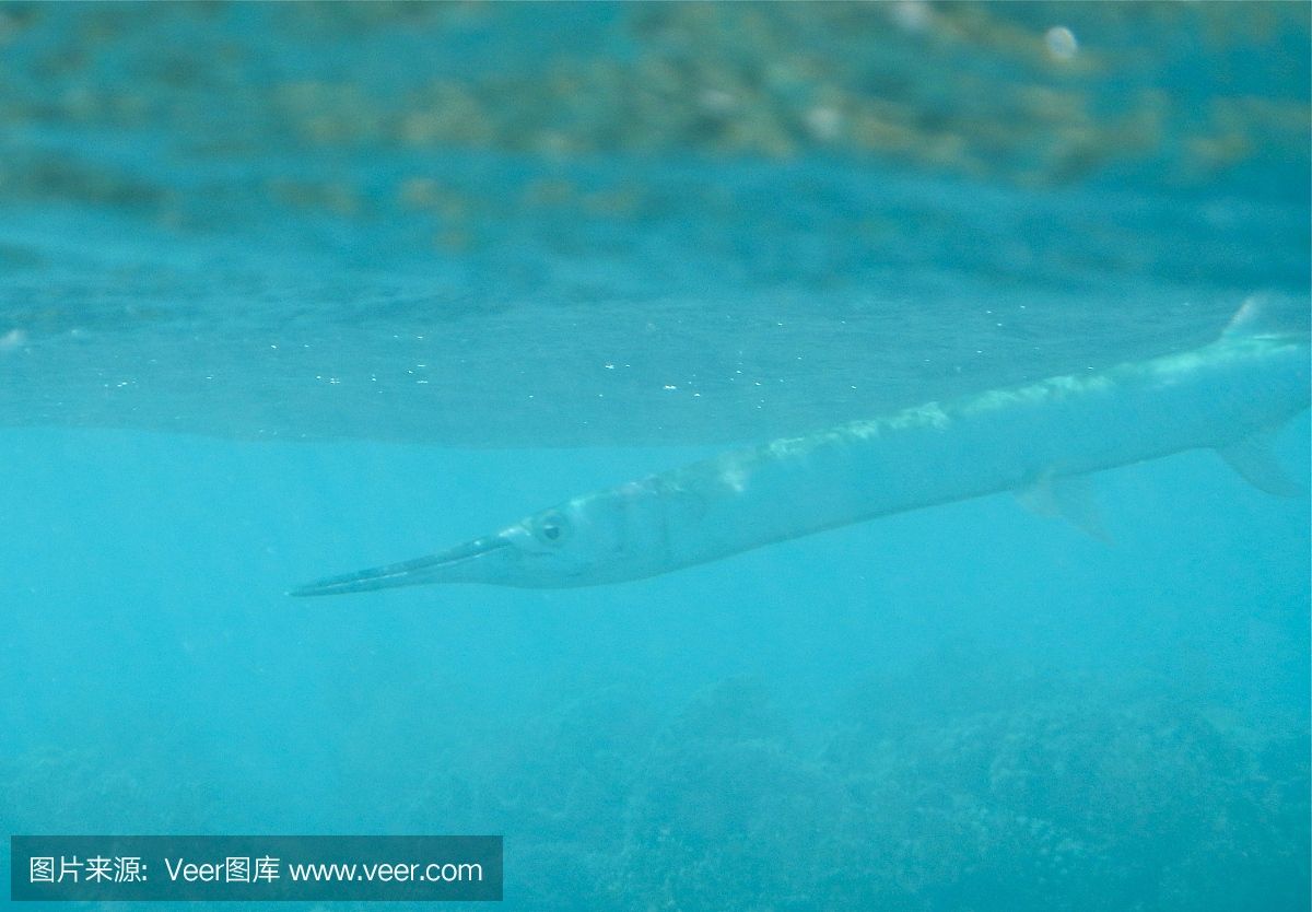 蝠鲼魚(yú)和魟魚(yú)：蝠鲼魚(yú)和魟魚(yú)在分類、特征、行為等方面存在明顯的區(qū)別 魟魚(yú)百科 第1張