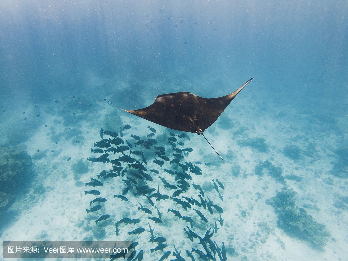 蝠鲼魚(yú)和魟魚(yú)：蝠鲼魚(yú)和魟魚(yú)在分類、特征、行為等方面存在明顯的區(qū)別 魟魚(yú)百科 第2張