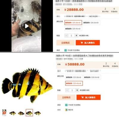 泰虎什么價格能買到真貨：泰國虎魚價格是多少 泰國虎魚 第3張