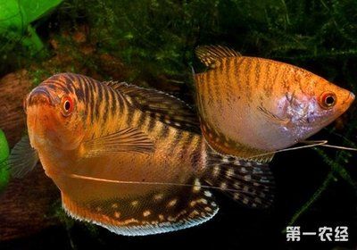 寵物觀(guān)賞魚(yú)常見(jiàn)的品種有多少種：寵物觀(guān)賞魚(yú)常見(jiàn)的品種有多少種寵物觀(guān)賞魚(yú)常見(jiàn)的品種有多少種