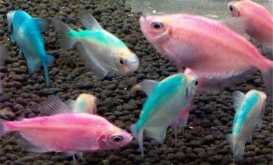 常見(jiàn)熱帶觀(guān)賞魚(yú)的品種識(shí)別：水族箱的種類(lèi)有哪些？