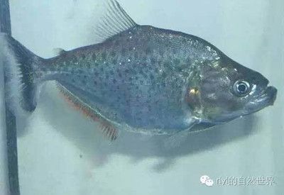 虎魚分類：虎魚是一個廣泛的分類，虎魚的分類和獨特性和獨特性 虎魚百科 第3張