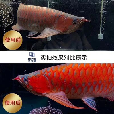 馬印神燈哪款增色好：馬印神燈哪款增色好馬印神燈哪款增色好 馬印水族 第4張