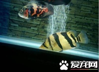 印尼虎魚能和什么魚混養(yǎng)：印尼虎魚可以與多種魚類混養(yǎng)，但需要注意條件和注意事項(xiàng) 虎魚百科 第1張