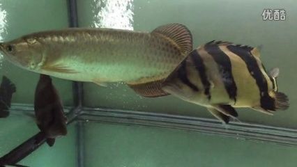 印尼虎魚多大可以吃泥鰍：印尼虎魚可以喂食泥鰍嗎， 虎魚百科 第1張