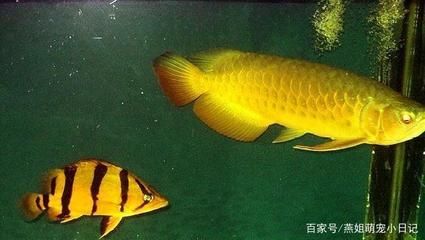 泰國虎魚能和什么魚混養(yǎng)一起：泰國虎魚可以和什么魚混養(yǎng)一起 泰國虎魚 第1張