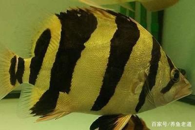 泰國虎魚能和什么魚混養(yǎng)一起：泰國虎魚可以和什么魚混養(yǎng)一起 泰國虎魚 第3張