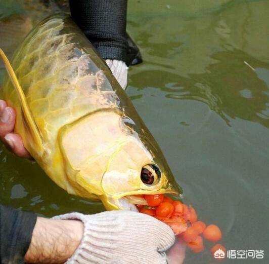 魟魚吃小魚視頻：關(guān)于魟魚吃小魚的視頻 魟魚百科 第2張