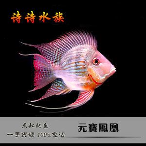 元寶鳳凰魚和虎魚：元寶鳳凰魚和虎魚可以混養(yǎng)嗎 進(jìn)口元寶鳳凰魚 第3張