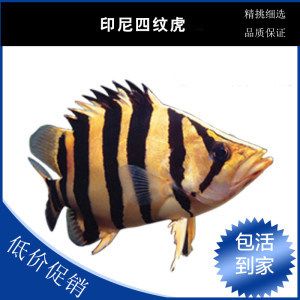 四紋印尼虎魚價(jià)格：四紋印尼虎魚價(jià)格受多種因素影響四紋印尼虎魚價(jià)格 印尼四紋虎 第3張