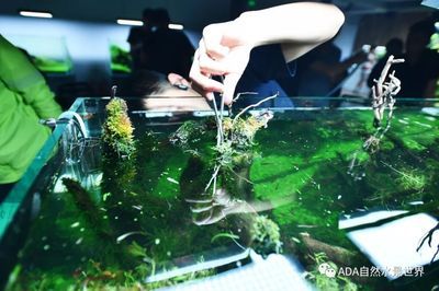 180的魚缸水景多少錢：180cm的魚缸水景多少錢 魚缸定做 第3張