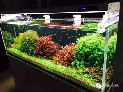 180的魚缸水景多少錢：180cm的魚缸水景多少錢 魚缸定做 第2張