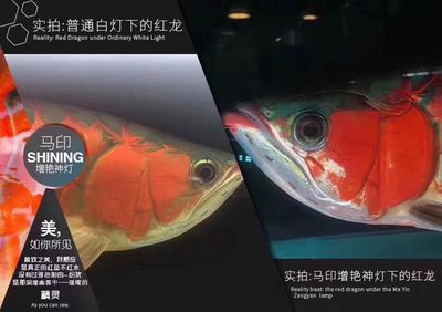 馬印燈放在水族箱的哪個位置：馬印燈放在水族箱的最佳放置位置取決于用戶的需求和實際情況