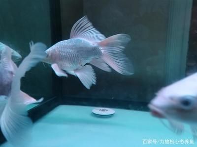 印尼虎魚(yú)多少溫度飼養(yǎng)最好：印尼虎魚(yú)多少溫度飼養(yǎng)最好印尼虎魚(yú)多少溫度飼養(yǎng)最好 虎魚(yú)百科 第2張