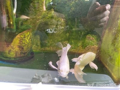 印尼虎魚(yú)多少溫度飼養(yǎng)最好：印尼虎魚(yú)多少溫度飼養(yǎng)最好印尼虎魚(yú)多少溫度飼養(yǎng)最好