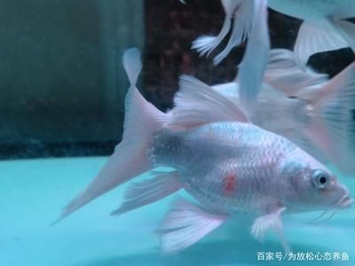 印尼虎魚(yú)多少溫度飼養(yǎng)最好：印尼虎魚(yú)多少溫度飼養(yǎng)最好印尼虎魚(yú)多少溫度飼養(yǎng)最好 虎魚(yú)百科 第3張